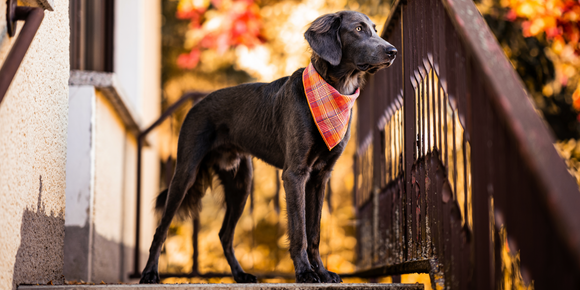 Mafia Mutts Cotton Dog Bandana